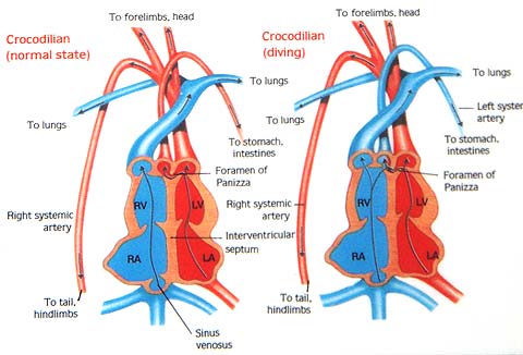 CorcBody008.jpg