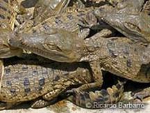 Photo: Orinoco Crocodile hatchlings