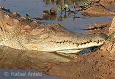 Photo: Facial portrait of an Orinico crocodile