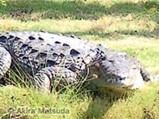 Photo: Wild American crocodile on the grass