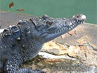 Photo: Morelet's crocodile