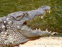 Photo: Facial portrait of a Nile crocodile