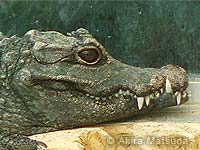 Photo: Facial portrait of dwarf crocodile