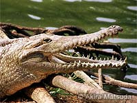 Photo: An Australian freshwater crocodile basking