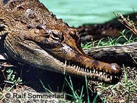 Photo: Facial portrait of a Tomistoma
