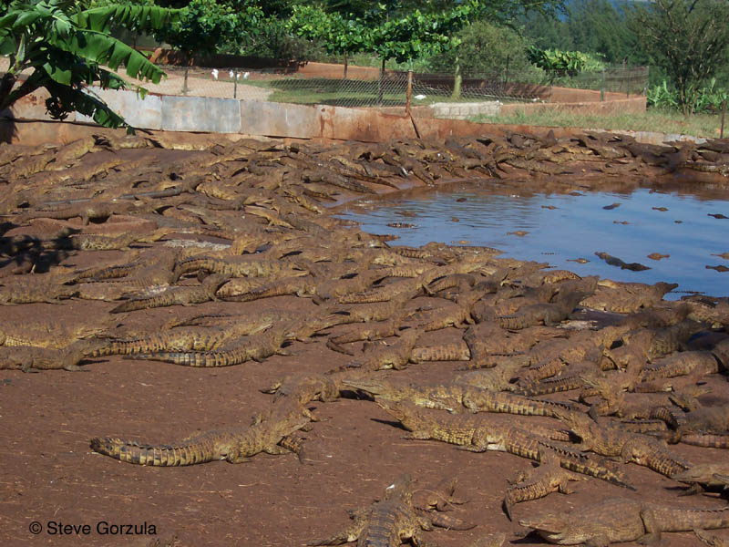 human crocodile skin