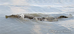 Photo: Swimming