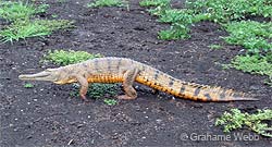 Фото: Высокая ходьбы (Австралийский Пресноводные крокодила)