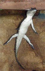 A crocodile juvenile floating