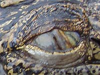 Photo: Crocodile eye