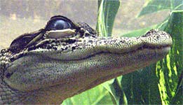 Photo: Head of a juvenile alligator under water.