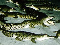 Photo: Eye shines of crocodiles