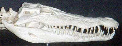 Photo: Crocodile skull