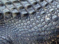 Photo: Crocodile scales