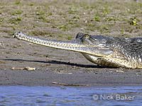 Photo: A gharial basking at water's edge. 