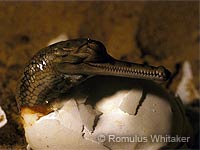 Photo: A baby gharial hatching