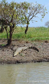 Photo: A crocodile basking on bank of a river